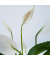 Friedenslilie Einblatt Spathiphyllum 17cm