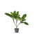 Hawaii-Palme Plumeria Frangipani 17cm