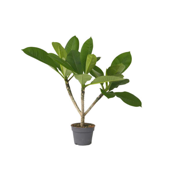 4003969172166 - Hawaii-Palme Plumeria Frangipani 17cm 4003969172166 Soennecken