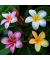 Hawaii-Palme Plumeria Frangipani 17cm