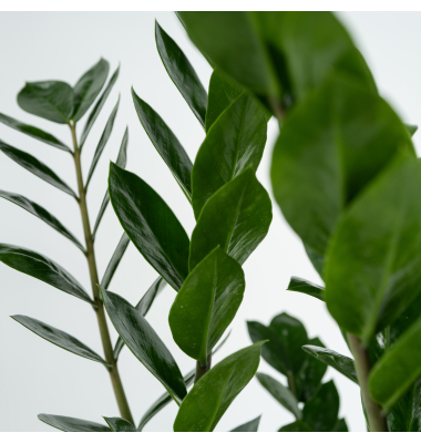 Glücksfeder Zamioculcas ZZ Plant 21cm