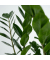 Glücksfeder Zamioculcas ZZ Plant 21cm