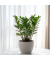 Glücksfeder Zamioculcas ZZ Plant 21cm