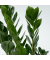 Glücksfeder Zamioculcas ZZ Plant 21cm