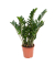 Glücksfeder Zamioculcas ZZ Plant 21cm