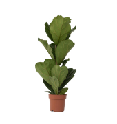 Geigenpflanze Ficus Lyrata 21cm