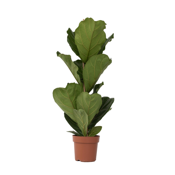 4003969172838 - Geigenpflanze Ficus Lyrata 21cm 4003969172838 Soennecken