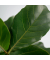 Geigenpflanze Ficus Lyrata 21cm