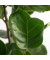 Geigenpflanze Ficus Lyrata 21cm