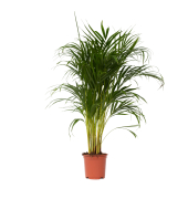 Goldfruchtpalme XL Areca-Goldpalme 21cm