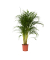 Goldfruchtpalme XL Areca-Goldpalme 21cm