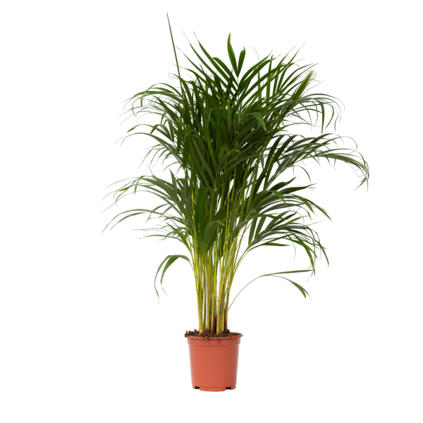 4003969172845 - Goldfruchtpalme XL Areca-Goldpalme 21cm 4003969172845 Soennecken