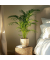 Goldfruchtpalme XL Areca-Goldpalme 21cm