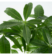 Glückskastanie Pachira Geldbaum 17cm