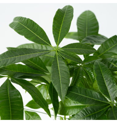 Glückskastanie Pachira Geldbaum 17cm