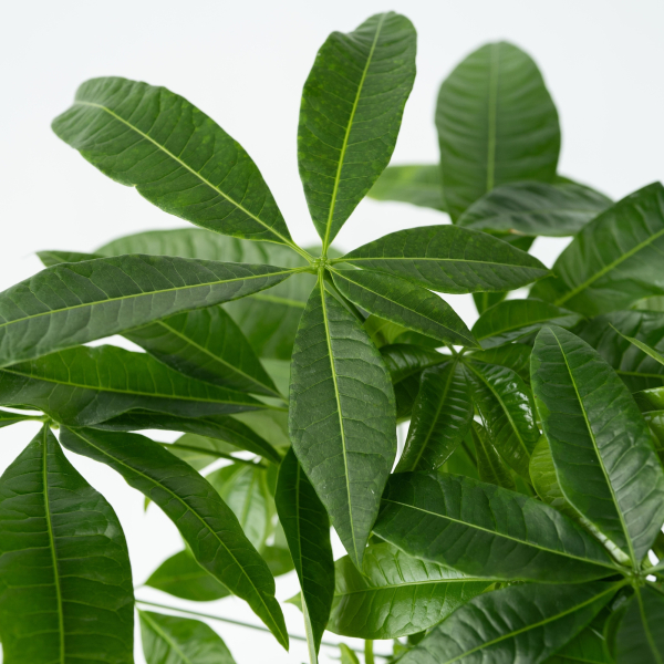 4003969172869 - Glückskastanie Pachira Geldbaum 17cm 4003969172869 Soennecken