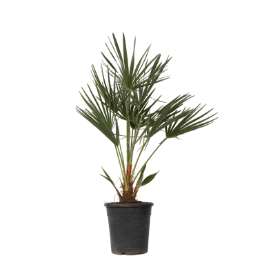 Europäische Zwergpalme XL Chamaerops Humilis 21cm
