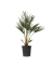 Europäische Zwergpalme XL Chamaerops Humilis 21cm