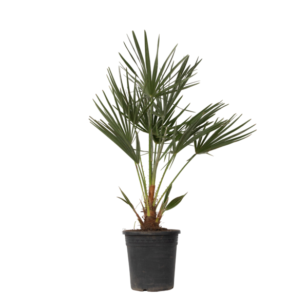 4003969172913 - Europäische Zwergpalme XL Chamaerops Humilis 21cm 4003969172913 Soennecken