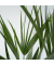Europäische Zwergpalme XL Chamaerops Humilis 21cm