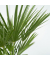 Europäische Zwergpalme XL Chamaerops Humilis 21cm