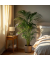 Goldfruchtpalme XXL Areca-Goldpalme 27cm