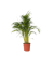 Goldfruchtpalme XXL Areca-Goldpalme 27cm