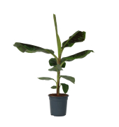 Bananenpflanze XL Musa Cavendish 21cm