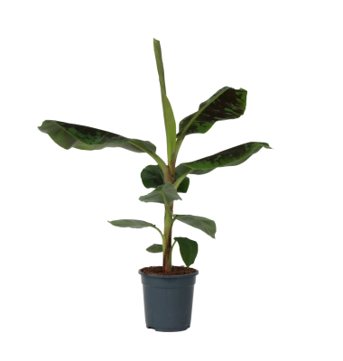 Bananenpflanze XL Musa Cavendish 21cm
