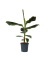 Bananenpflanze XL Musa Cavendish 21cm