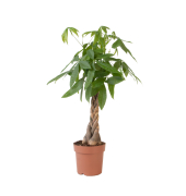 Glückskastanie Pachira XL Geldbaum 24cm