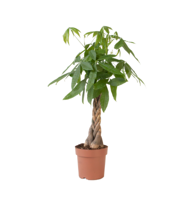 Glückskastanie Pachira XL Geldbaum 24cm