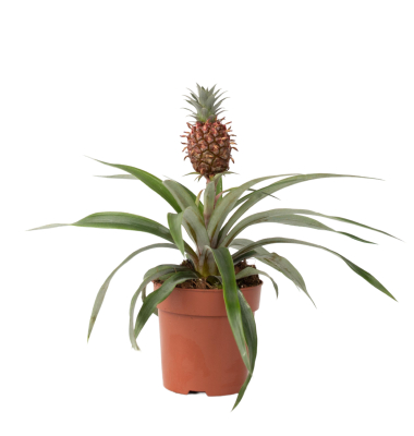 Ananaspflanze Ananas mi Amigo 12cm