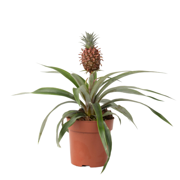 4003969172982 - Ananaspflanze Ananas mi Amigo 12cm 4003969172982 Soennecken