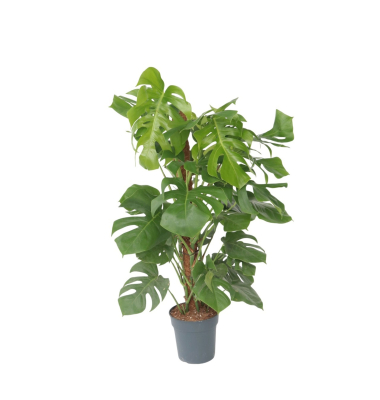 Fensterblatt XXL Monstera Deliciosa mit Stiel 24cm