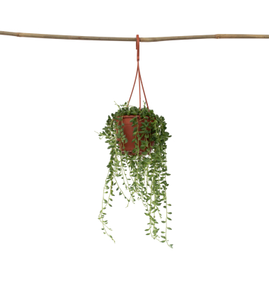 Erbsenpflanze Senecio Rowleyanus 12cm