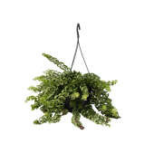 Lippenstiftpflanze Aeschynanthus Twister 15cm