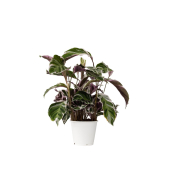 Korbmarante Calathea Fusion Weiß 14cm