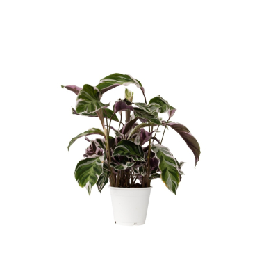 Korbmarante Calathea Fusion Wei&szlig; 14cm