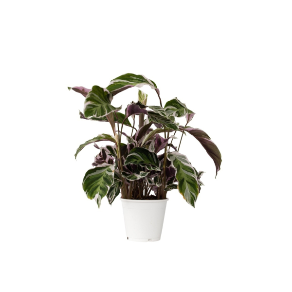 4003969172036 - Korbmarante Calathea Fusion Weiß 14cm 4003969172036 Soennecken
