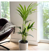Kentia Palme 18cm