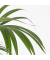 Kentia Palme 18cm