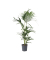 Kentia Palme 18cm