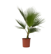 Mexikanische Fächerpalme XL Washingtonia Robusta 21cm