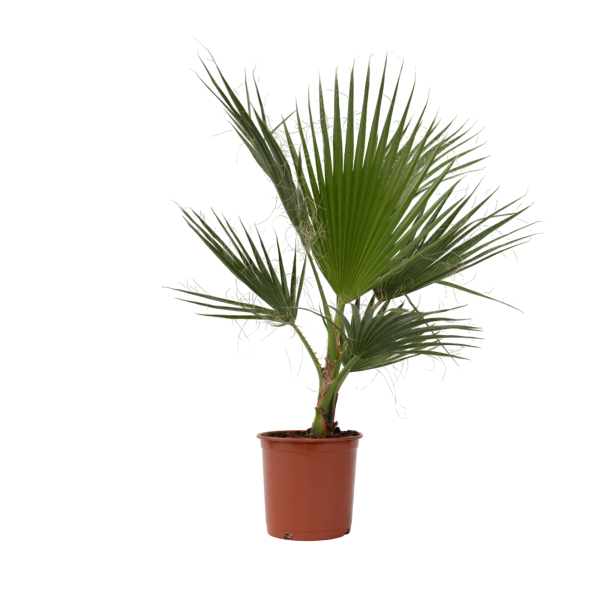 4003969172128 - Mexikanische Fächerpalme XL Washingtonia Robusta 21cm 4003969172128 Soennecken