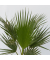 Mexikanische Fächerpalme XL Washingtonia Robusta 21cm
