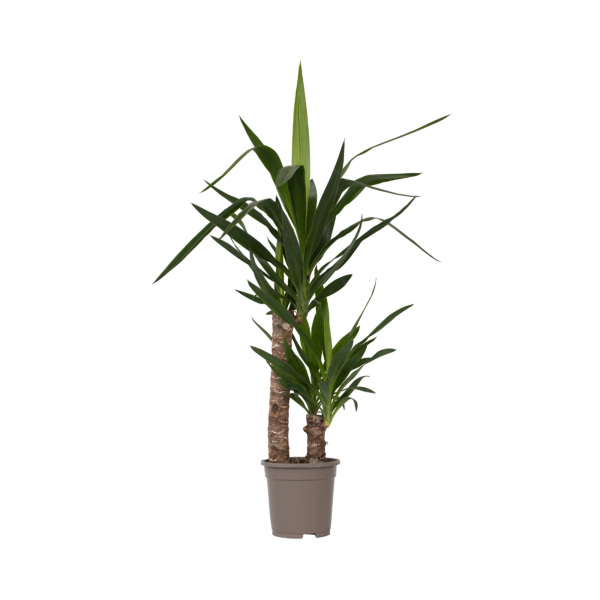 4003969172241 - Palmlilie Yucca Elephantipes 17cm 4003969172241 Soennecken