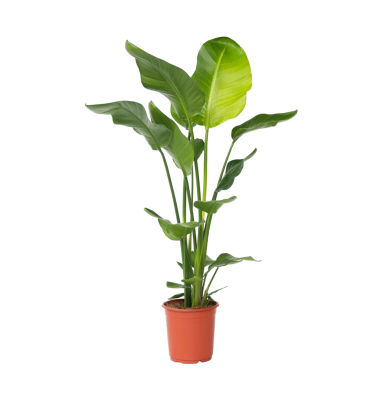 Paradiesvogelblume Große Strelitzia 21cm