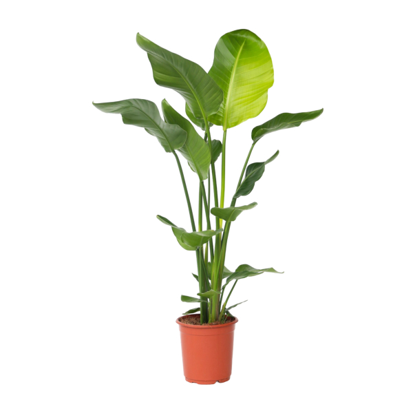 4003969172258 - Paradiesvogelblume Große Strelitzia 21cm 4003969172258 Soennecken