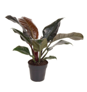 Baumfreund Philodendron Imperial Red 19cm